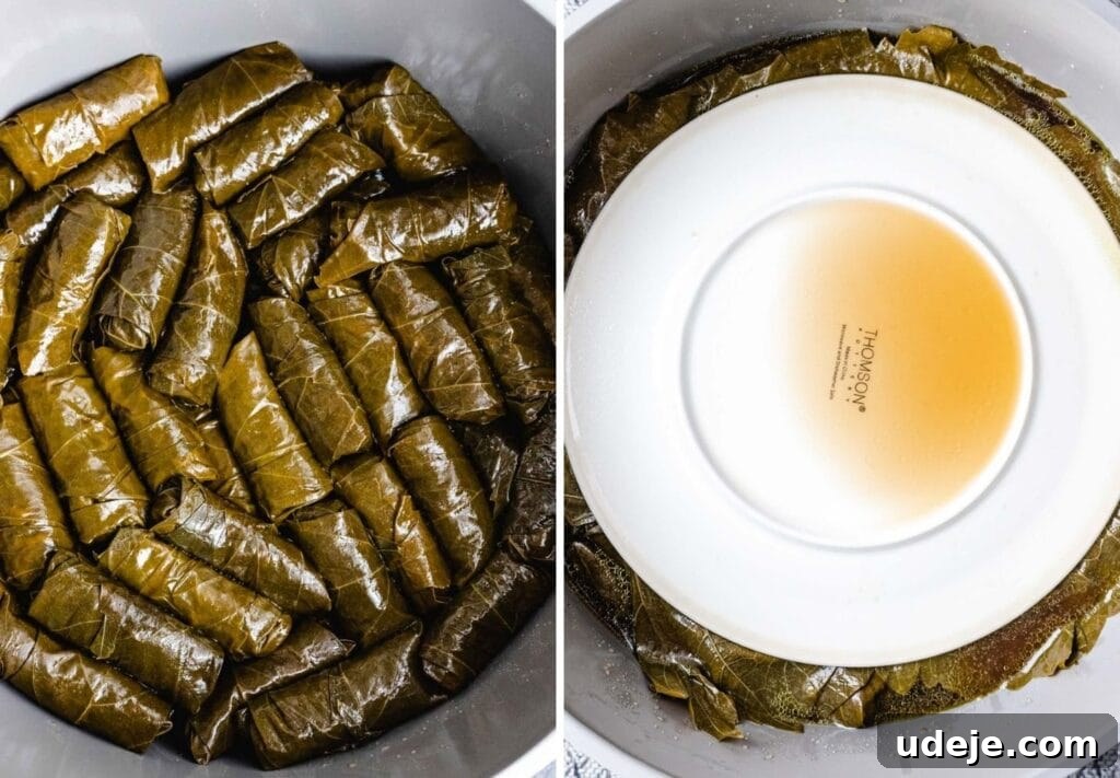 Authentic Yalanji Vegetarian Stuffed Grape Leaves 11 Stuffed grape leaves meticulously arranged in a pot, with an inverted plate placed on top to keep them submerged during cooking.