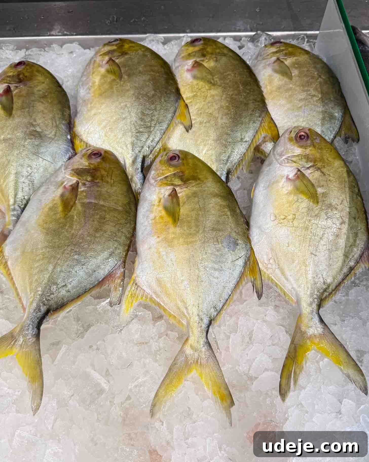 Nine whole, yellow and silver fish are arranged side by side on a bed of crushed ice in a display case.